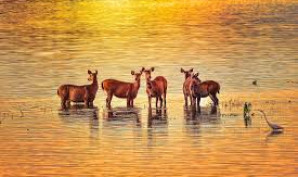 Top Destinations in India for Wellness & Yoga Retreat