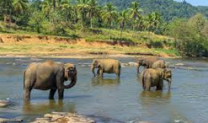 Why Go to Sri Lanka for a Meditation & Spiritual Trip | Wellnivo - Find Peace in Sri Lanka's Sacred Landscapes